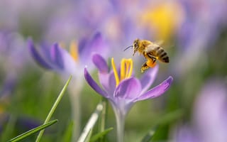 Картинка весна, пчела, крокусы, цветы, макро