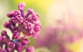 Картинка весна, цветение, purple, lilac, flowers, сирень, blossom, spring