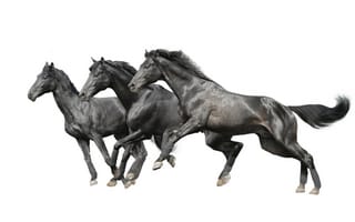 Картинка лошади, белый фон, кони