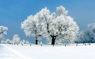 Картинка зима, аллея, снег, дорожка, ограждение, парк, деревья, небо, иней