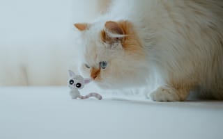 Картинка кошка, пушистая, кошечка, Гималайская кошка