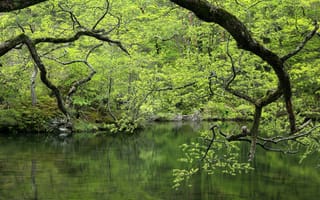 Картинка зелень, лес, вода, деревья, водоём, ветки, озеро