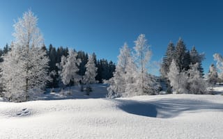 Обои зима, синее небо, снег, иней, лес, деревья