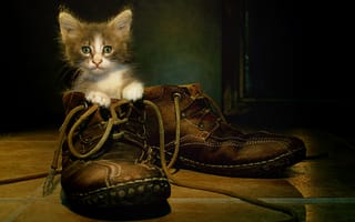 Картинка кошка, ботинки