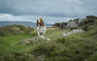 Картинка гора Сноудон, Бассет-хаунд, тучи, небо, трава, собака, Уэльс, камни, Snowdonia, национальный парк