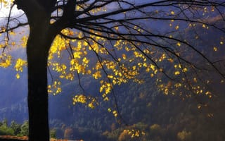 Обои горы, ветви, дерево, лес, желтые, осень, листья