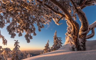 Картинка зима, North Karelia, Финляндия, деревья, Koli National Park, Finland, Национальный парк Коли, снег, Северная Карелия