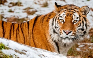 Картинка тигр, морда, снег, животное, взгляд