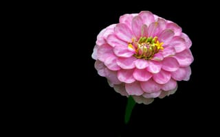 Картинка цинния, Pink flower, Розовый цветок