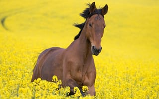 Обои конь, цветы, желтый, поле, лошадь
