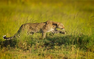 Картинка хищник, леопард, крадется