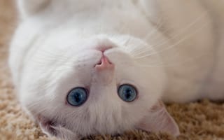 Картинка кошка, глаза, животное, ушки, усы, белая, взгляд