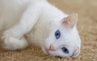Картинка кошка, уши, белая, взгляд, лежит, ковер