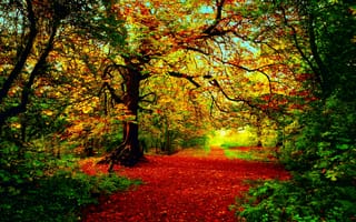 Картинка осень, солнце, лес, свет, деревья, красно-жёлто-зелёная листва