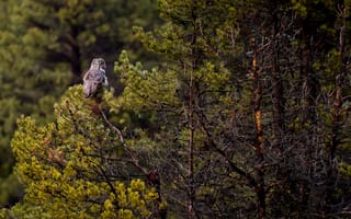 Картинка лес, деревья, Бородатая неясыть, сова, дикая природа