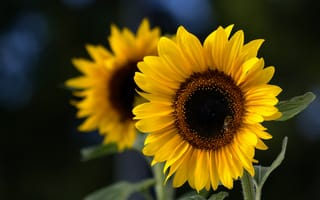 Картинка Sunflower, подсолнухи, лепестки