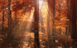 Обои лес, лучи, деревья, осень, солнце