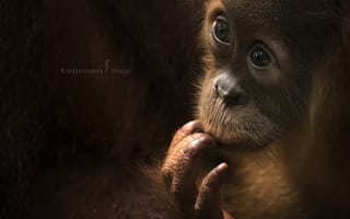 Картинка Baby Orang Utan, обезьяна, взгляд