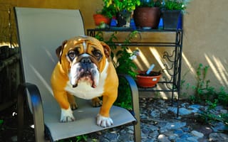 Картинка животное, друг, собака, английский бульдог, взгляд, сидит на стуле