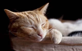 Картинка cat, sleeping, pets