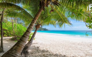 Обои солнце, summer, sea, tropical, island, берег, paradise, palms, sand, море, пляж, beach, пальмы, песок