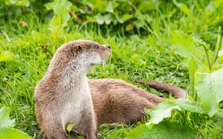 Картинка зелень, трава, природа, листья, выдра, European Otter