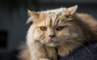 Картинка кошка, кот, Британская длинношёрстная кошка, мордочка, взгляд
