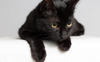 Картинка кот, кошка, чёрная, мордочка