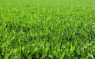 Картинка зелень, поле, боке, солнце, трава