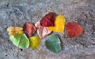 Картинка autumn, leaves, fall, autumnal colors