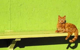 Картинка кошка, взгляд, скамья