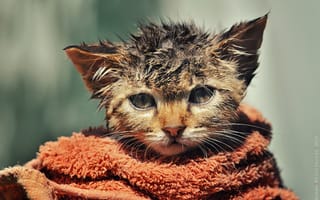 Картинка котёнок, полотенце, by Zoran Milutinovic, взъерошенный, мокрый