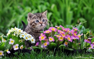 Картинка котёнок, малыш, цветы, by Zoran Milutinovic, примула