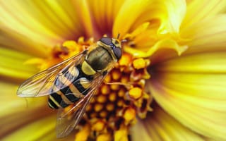 Картинка пчела, желтый, полоски, полосы, оса, макро, крылья, цветок, насекомое