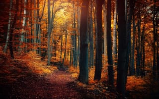 Картинка лес, оранжевые, желтые, листья, тропинка, деревья, природа, осень