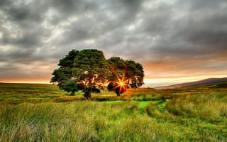 Картинка Ирландия, лето, солнце, два, поле, закат, деревья, лучи