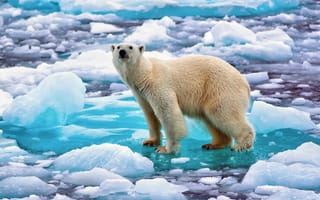 Картинка Норвегия, полярный медведь, снег, белый медведь, лёд, северный медведь