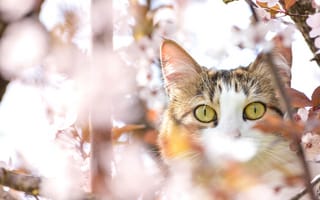 Картинка кот, весна, глаза, вишня, дерево