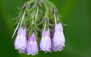 Картинка Боке, Bokeh, Comfrey, Окопник