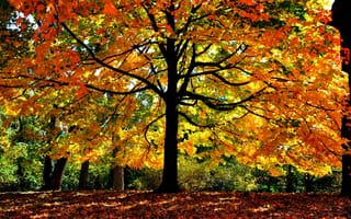 Обои Осень, листья, свет, дерево, ветки