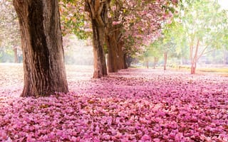 Картинка парк, цветение, деревья, сакура, розовые, природа, цветы