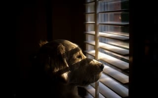 Картинка собака, взгляд, окно, друг