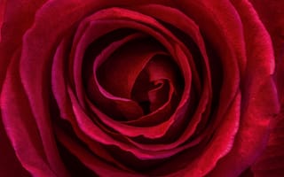 Картинка Макро, Macro, Красная роза, Red rose