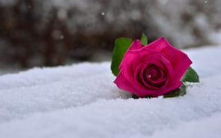 Обои роза, снег, макро, роза на снегу