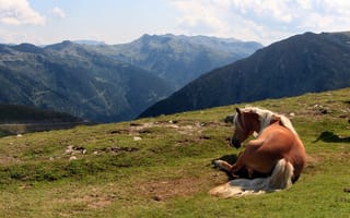 Картинка лето, горы, лошадь