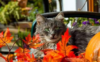 Картинка кошка, серая, усы, красные, оранжевые, зеленые, глаза, листья, осень