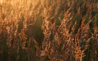 Картинка пшеница, поле, природа, настроение, хлеб, рассвет, русская, радость, солнце, высокая трава, пшеничное поле, солнечные лучи, душа, колосья, Россия, утро