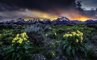 Картинка Grand Teton National Park, Wyoming, Скалистые горы, восход, Rocky Mountains, рассвет, цветы, Вайоминг, луг, Гранд-Титон, Бальзамориза