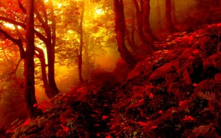 Картинка Осень, туман, тропинка, листья, деревья, лес