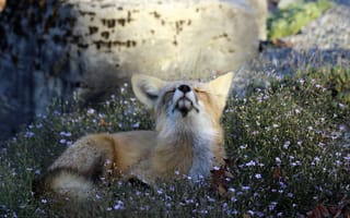Картинка animal, fox, attitude, nature